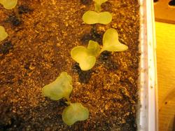 Некоторые капустки начали растить первый настоящий лист. Возраст 1 неделя