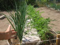 фото укрытой плёнкой почвы на гряде с морковью и луком
