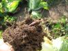 Видимо личинки капустной мухи доводят капусту до гниения. Застали дождевого червя за трапезой. :) 