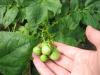 А вот такие зелёненькие "помидорки" завязались у старшего куста картофеля "Велина", который уже отцвёл.