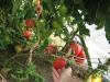 На кустах "Бычьего сердца" созрело много помидоров! Грех было их не собрать.