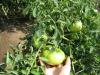 Зелёные помидоры на кустах сорта "Хурма".