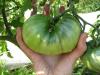 Огромная зелёная помидорина на кусте помидора "Вождь краснокожих".
