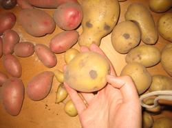 Где-то треть картофелин имеют вот такие повреждения, похожие на язвы или выеденные ямки. Парша? Вредитель?