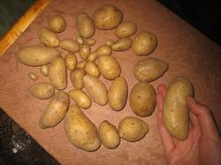 Клубни картофеля "Велина" с кустов, погибших от фитофтороза, не успевших даже зацвести...