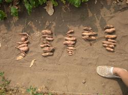 12 августа. Урожай 5 кустов первой гряды на компостной куче № 1. Общий вес: 1940 грамм.