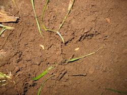 Куколки капустной мухи в верхнем слое почвы на гряде.