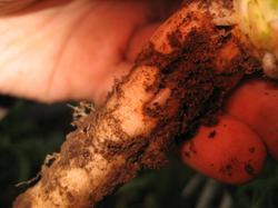 Личинки капустной мухи в дайконе... :( Большие и толстые.