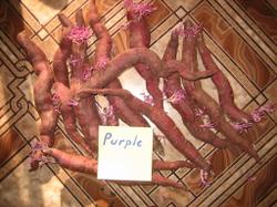 19 апреля 2013. Перезимовавшие клубни батата сорта Пурпурный (Purple).