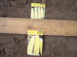 2 июня. Посев кукурузы на 2-х метровую грядку в два ряда (расстояние 20 см между кустами)