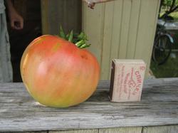 Большая помидорка сорта "Вождь краснокожих". Вес 320 грамм. Сорвали, чтобы не мешала расти соседке.