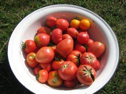 Собрала также зрелые помидоры и с кустов помидоров "Вождь Краснокожих" и "Хурма".