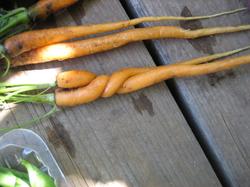 Любвеобильная морковка, получившаяся в результате запоздавшего прореживания :)
