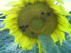 4 августа. Шмели и пчёлы на подсолнухе.