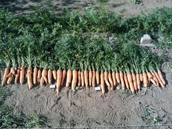 4 сентября. Урожай моркови сорта "Самсон".