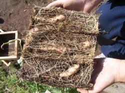 5 июня. Клубок корней с клубнями батата, сформировавшийся в рассадном ящике в квартире. 