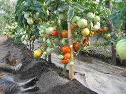  Зреющие штамбовые помидоры. Август 2010 года