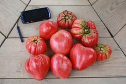 17 Сентября 2011. Урожай: томаты по Миттлайдеру (некоторые экземпляры Сорта Pink Ox Heart и Mashroom Basket).