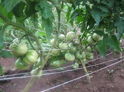 Вот так выглядят кусты помидоров "Бычье сердце" после сбора зелёных помидоров. Тут ещё собирать и собирать...