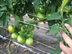 Подкормленная гряда с помидорами "Хурма".