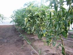 Это гряда помидоров "Хурма" в укрытии.