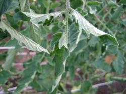 Молодые листики помидоров реагируют на коррекцию фосфорной недостаточности.