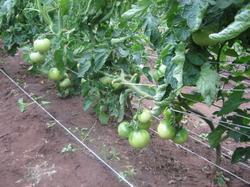 Остатки помидоров "Хурма" после сбора зелёных плодов. Тут ведра два, не меньше ещё.