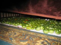 Хранилище всех помидоров дома. Занимаемая площадь равна примерно двум квадратным метрам (метр на два метра).