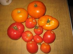 К нашему счастью стали поспевать и помидоры. :) На фото оранжевая "Хурма" и красное "Бчье сердце" (мелочь)