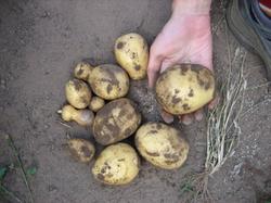 Урожай с первого куста картофеля "Скарб". 
