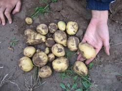 Думаю вот на этом кусте картофеля "Скарб" было бы штук 20 крупных картофелин, не сгуби растение фитофтороз...