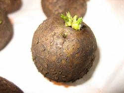 Клубень картофеля сорта Скарб, суперэлита (прямой потомок клубня из семени), если верить продавцам