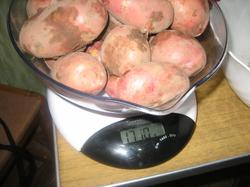 Взвесили урожай картофеля с трёх кустов - 1,71 килограмм.
