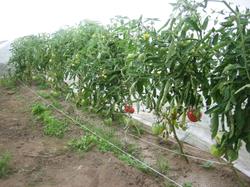 Созревающие плоды на кустах помидоров "Вождь краснокожих".